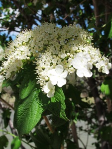 Viburnum opulus